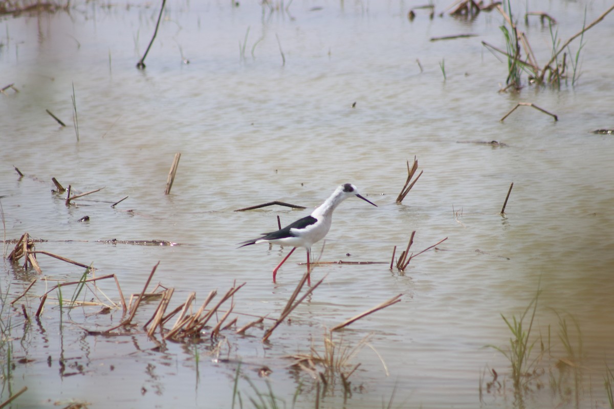 Black-winged Stilt - ML619761070