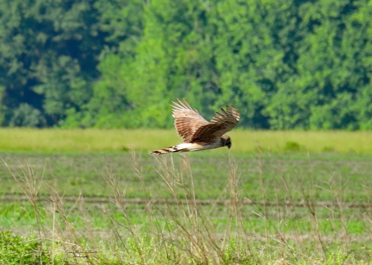 Northern Harrier - ML619761085