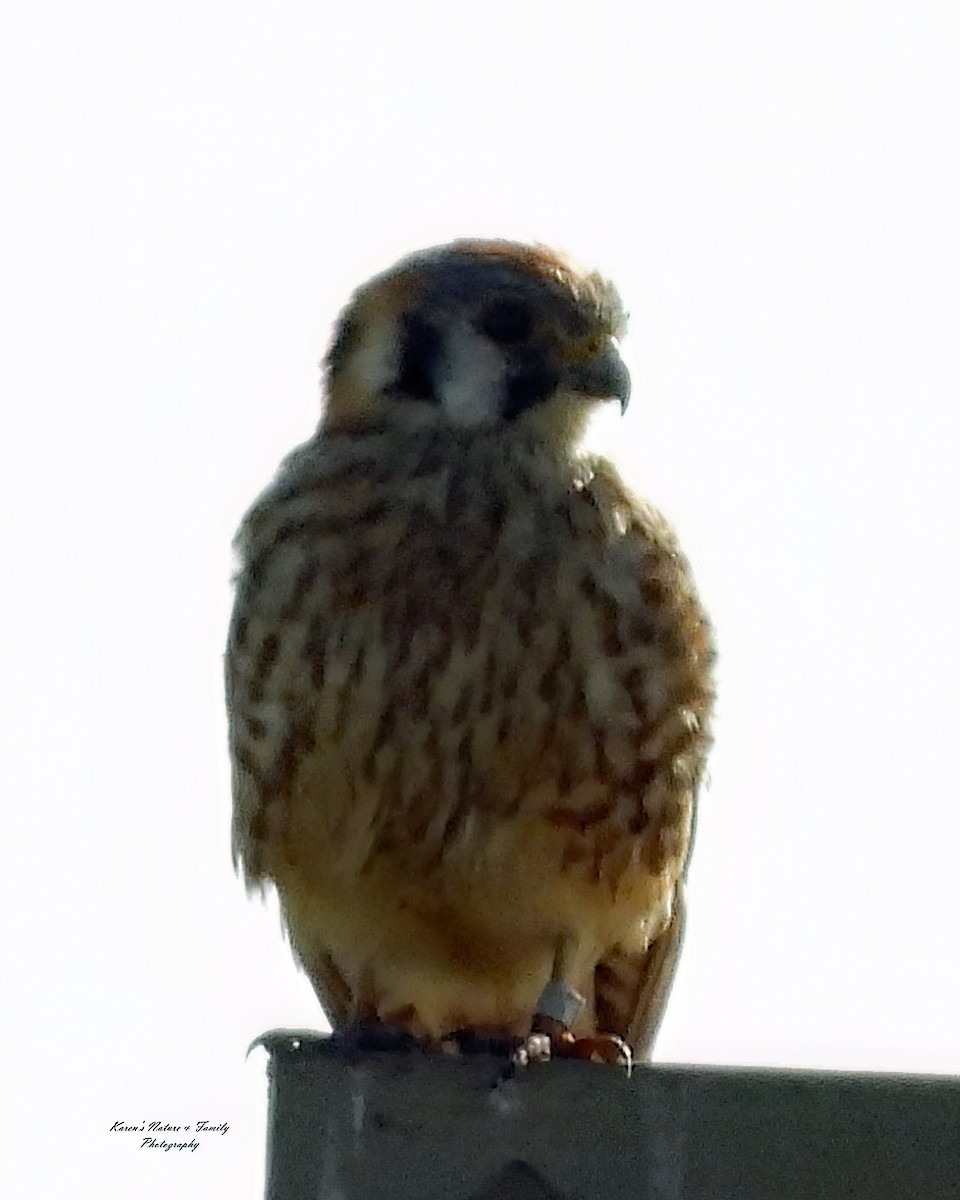 American Kestrel - Karen VanDyk