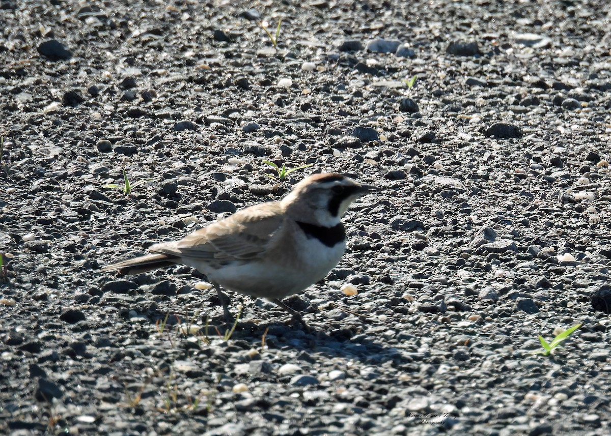 Horned Lark - Karen VanDyk