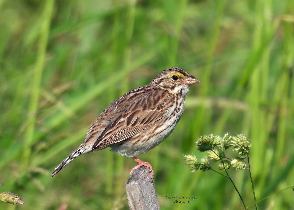 Savannah Sparrow - ML619761091