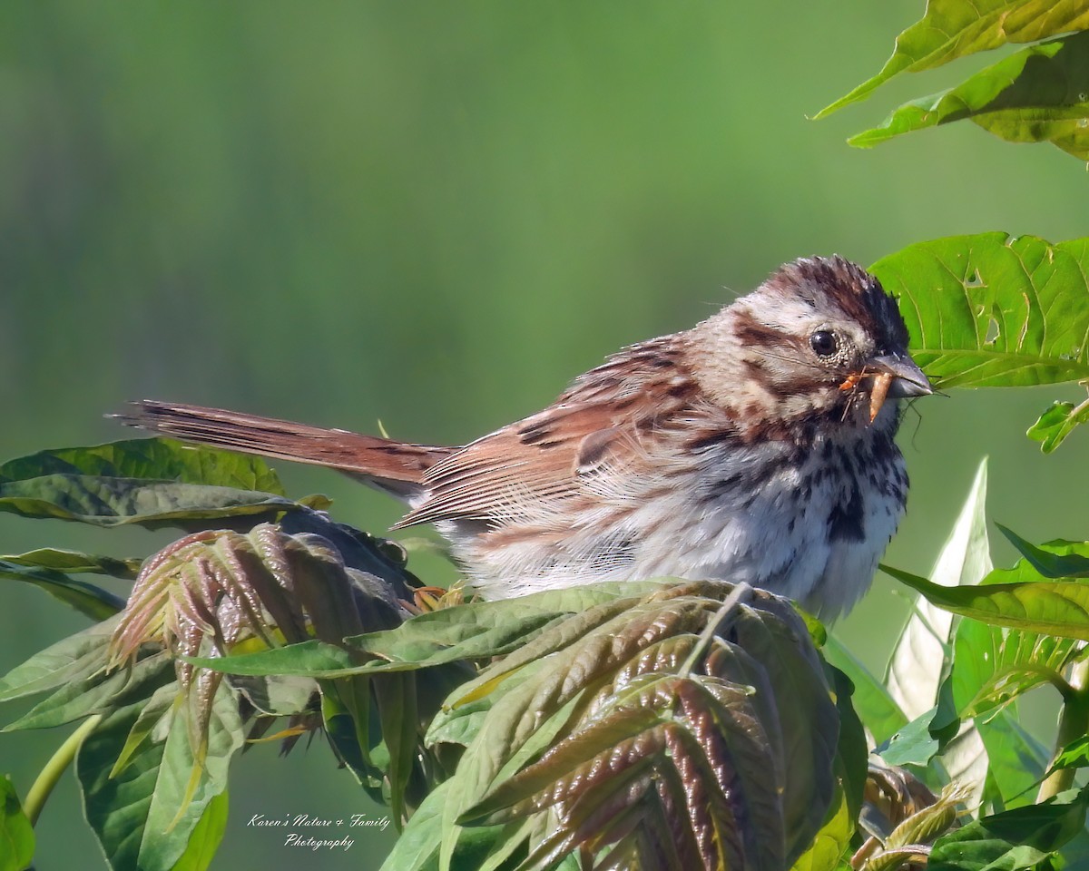 Song Sparrow - ML619761093