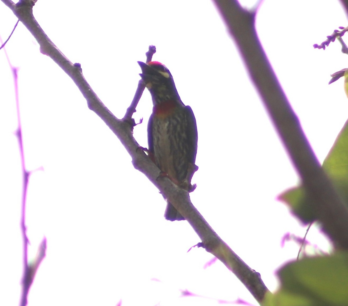 Coppersmith Barbet - ML619761097