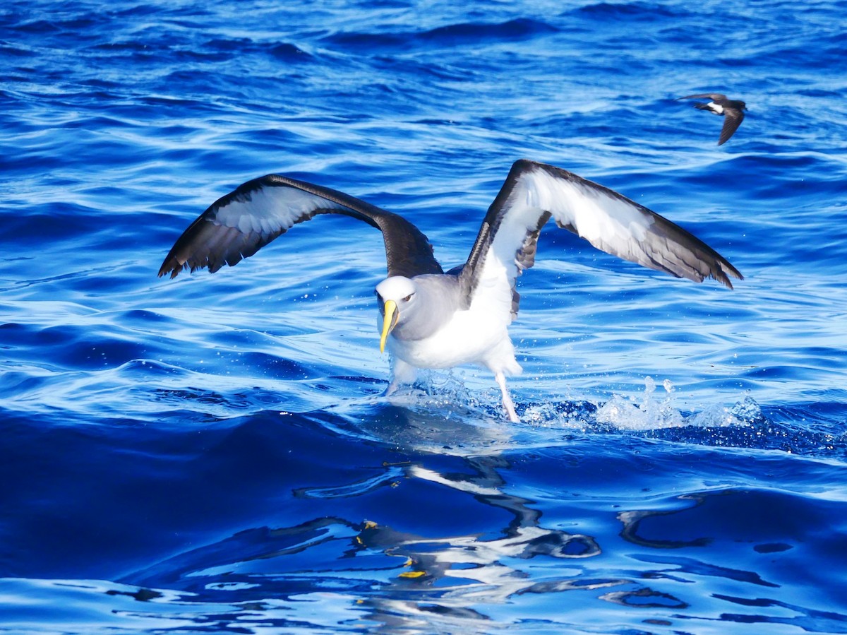 Buller's Albatross - ML619761133