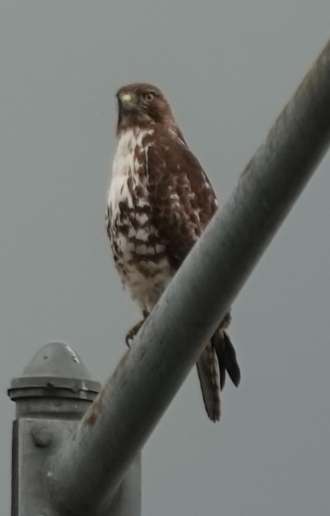 Red-tailed Hawk - ML619761206