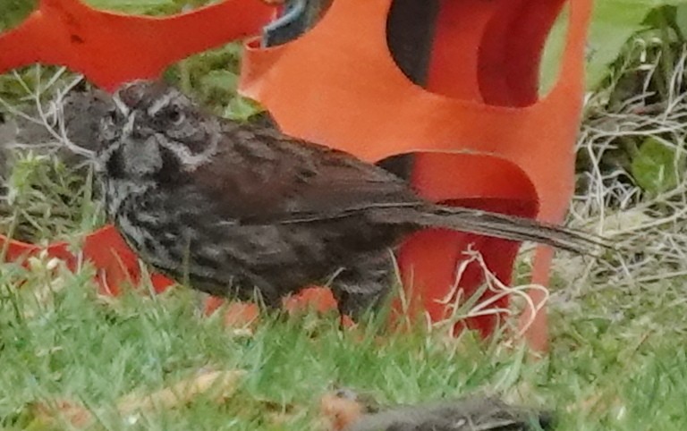 Song Sparrow - ML619761210