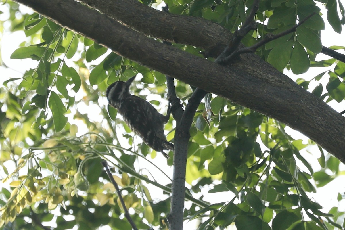 Sunda Pygmy Woodpecker - Paul Bonfils