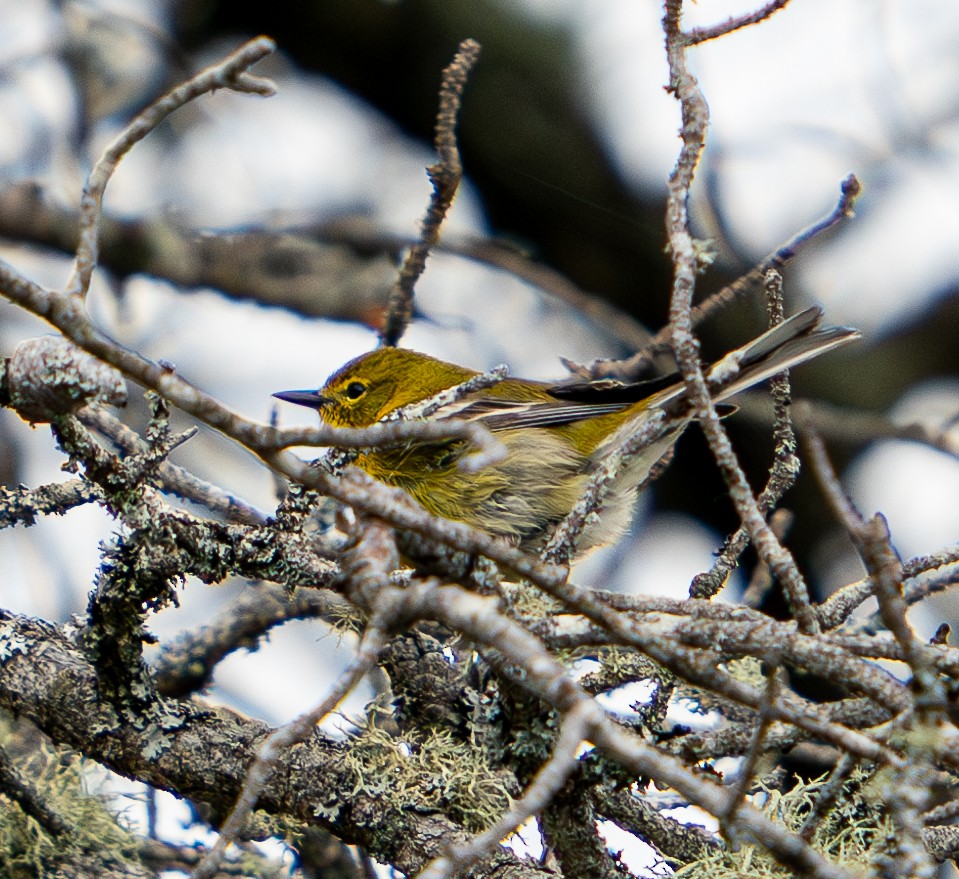 Pine Warbler - ML619761226