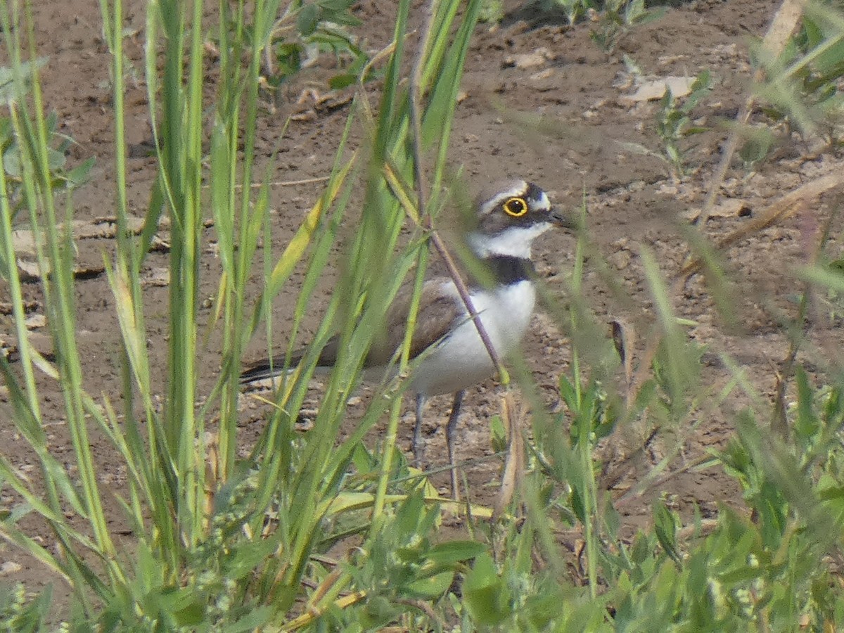 Little Ringed Plover - ML619761267