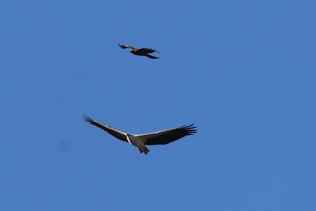 White-bellied Sea-Eagle - ML619761291