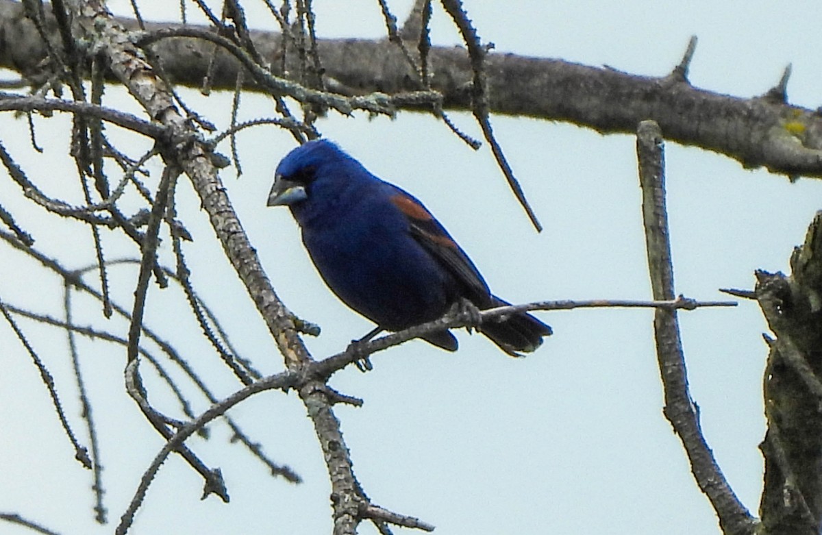 Blue Grosbeak - ML619761325