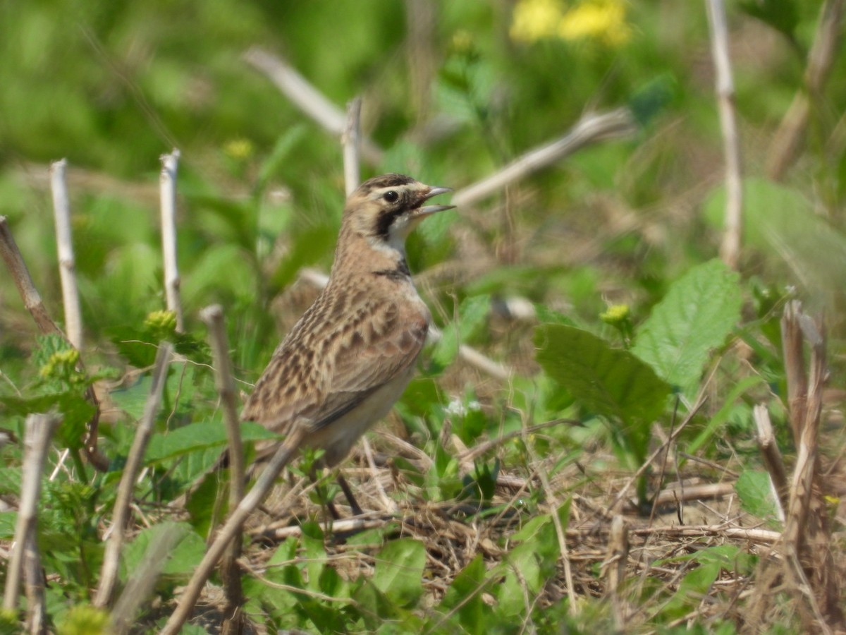 Horned Lark - ML619761341