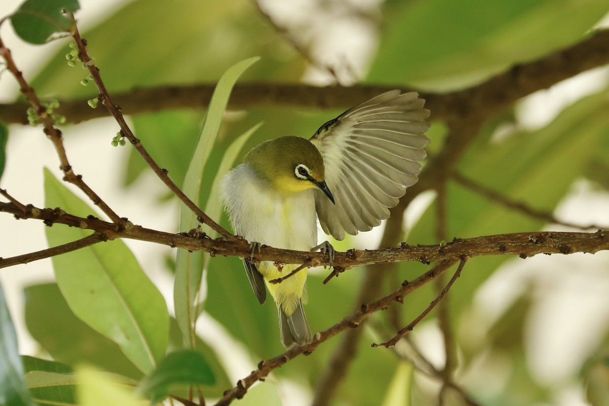ML619761389 - Swinhoe's White-eye - Macaulay Library