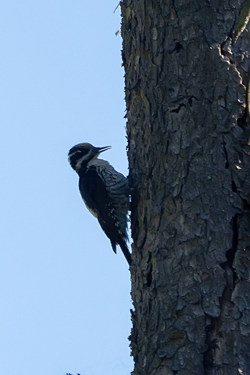 Eurasian Three-toed Woodpecker - ML619761401
