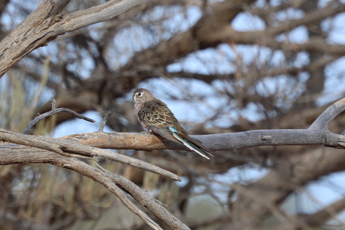 Bourke's Parrot - ML619761415