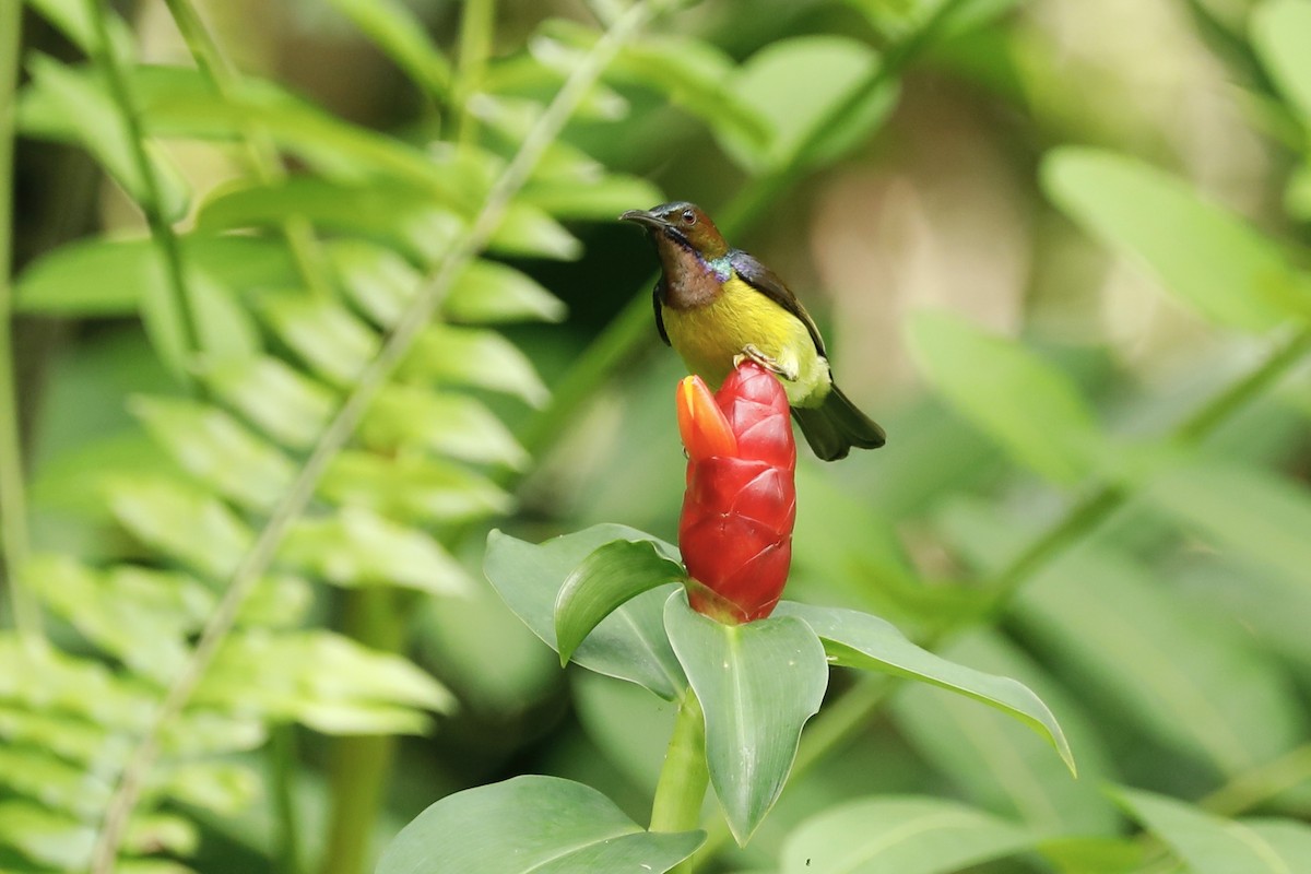 Brown-throated Sunbird - ML619761419