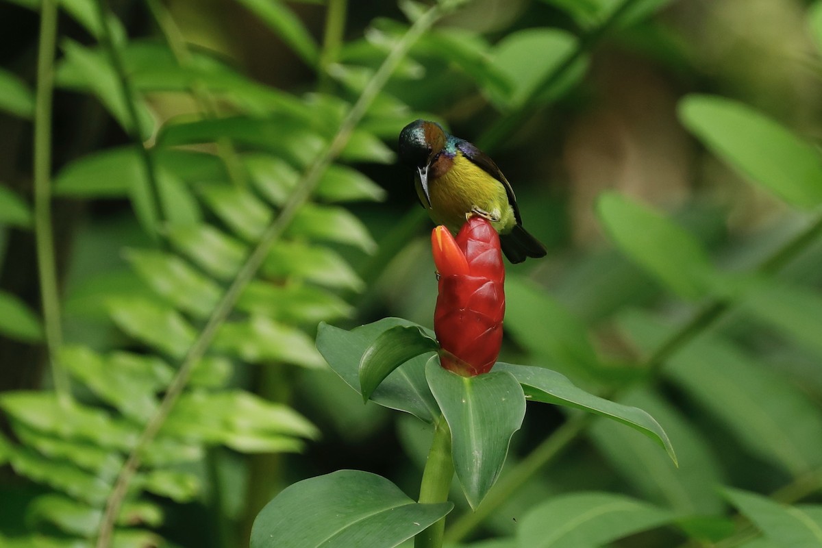 Brown-throated Sunbird - ML619761420