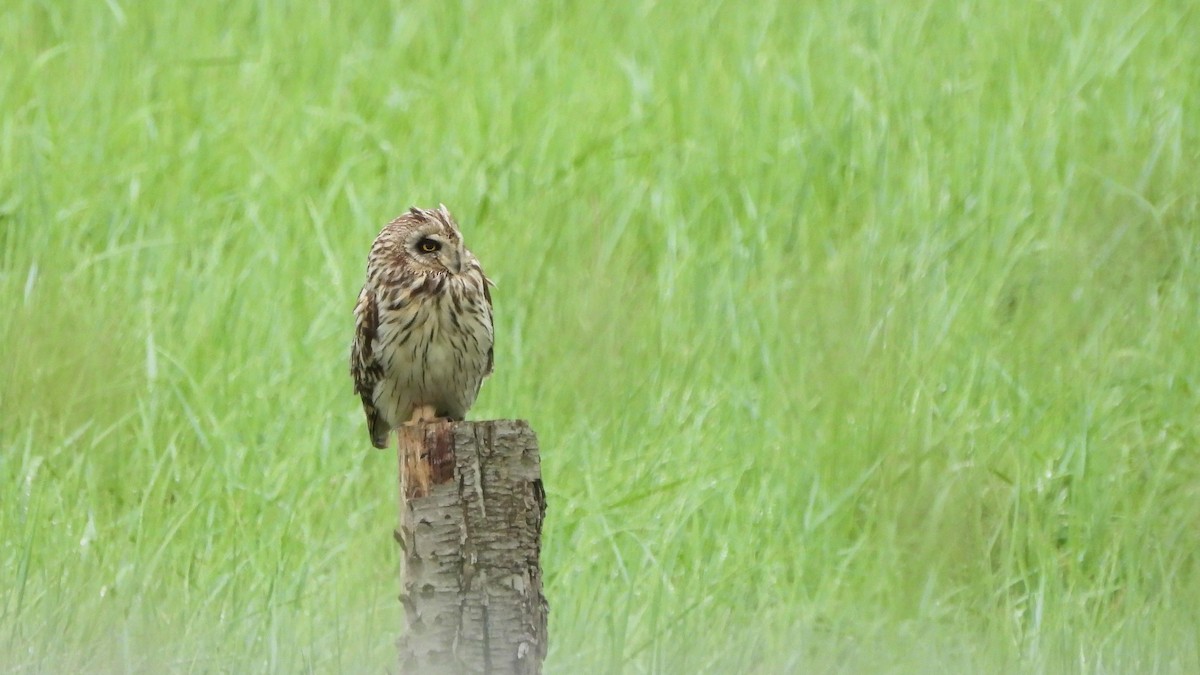 Short-eared Owl - ML619761468
