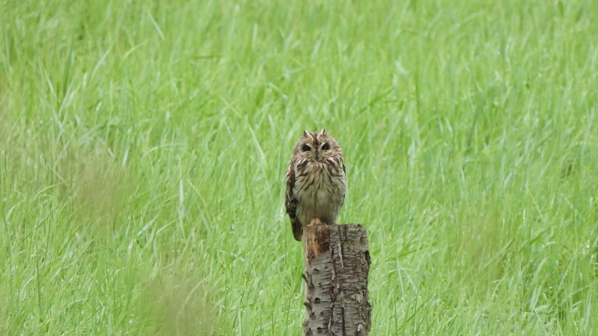 Short-eared Owl - ML619761469