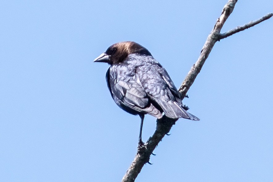 Brown-headed Cowbird - ML619761508