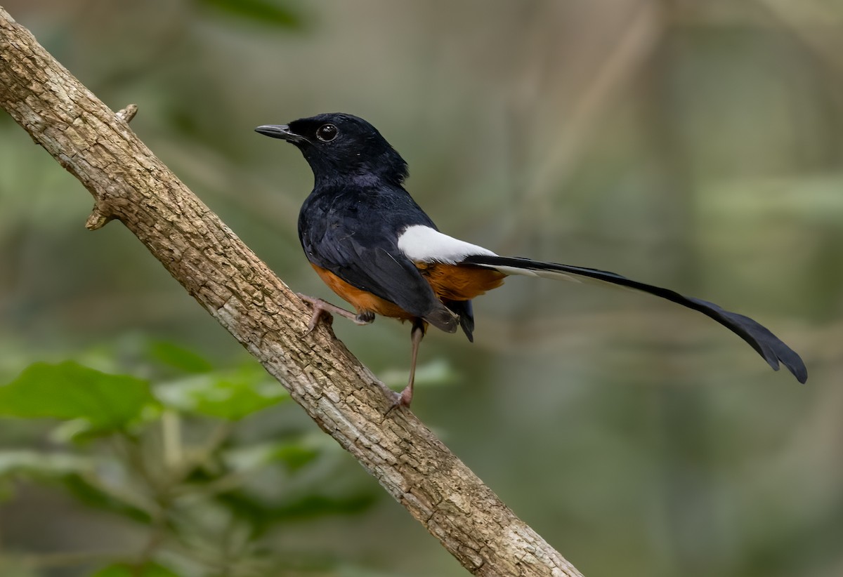 Sri Lanka Shama - Copsychus leggei - Birds of the World