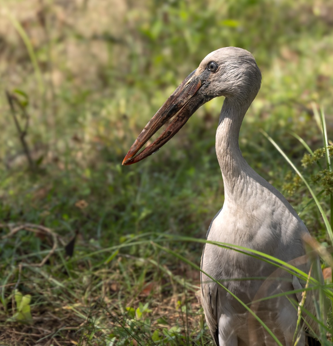 Asian Openbill - ML619761539