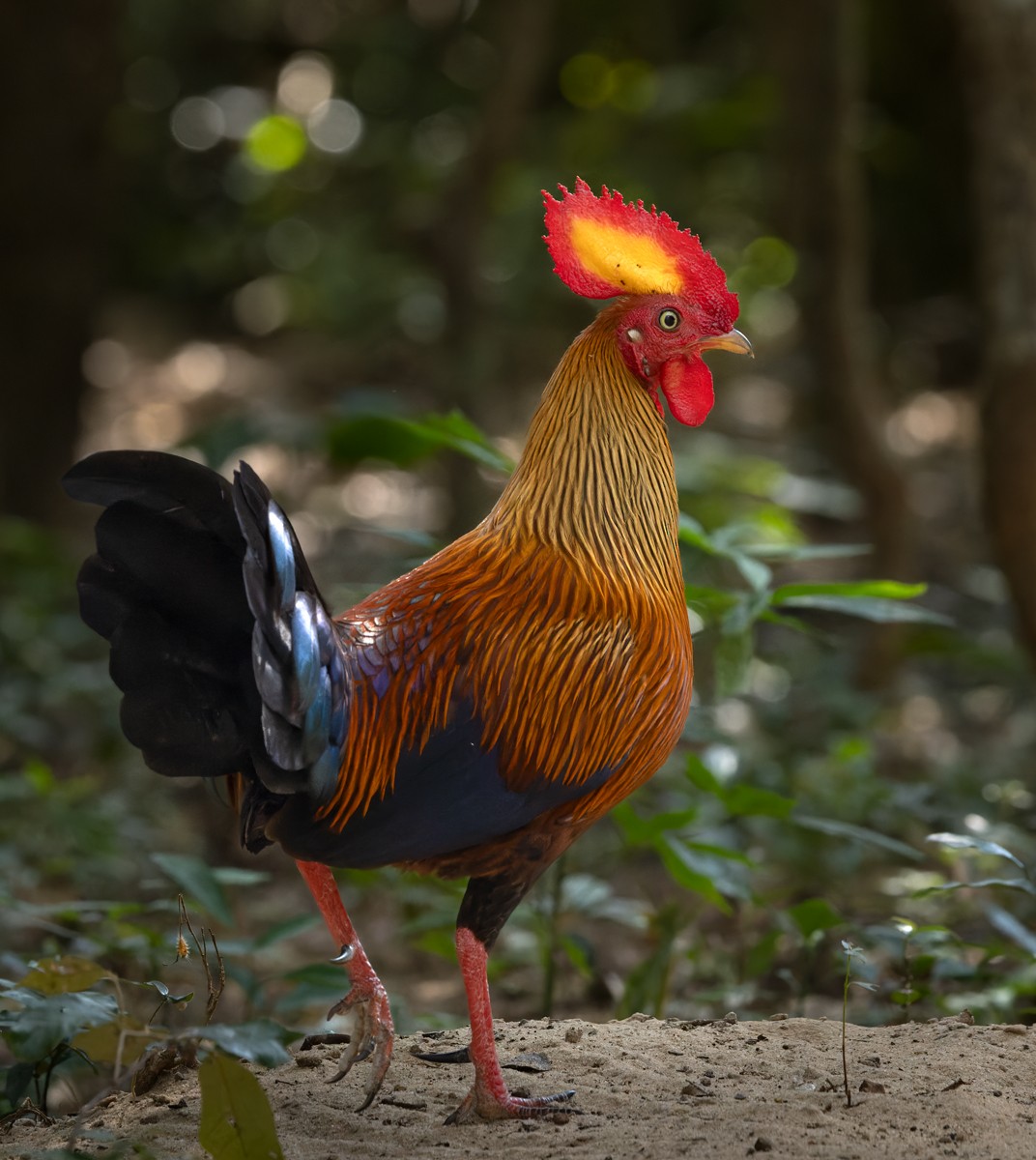 Sri Lanka Junglefowl - ML619761541