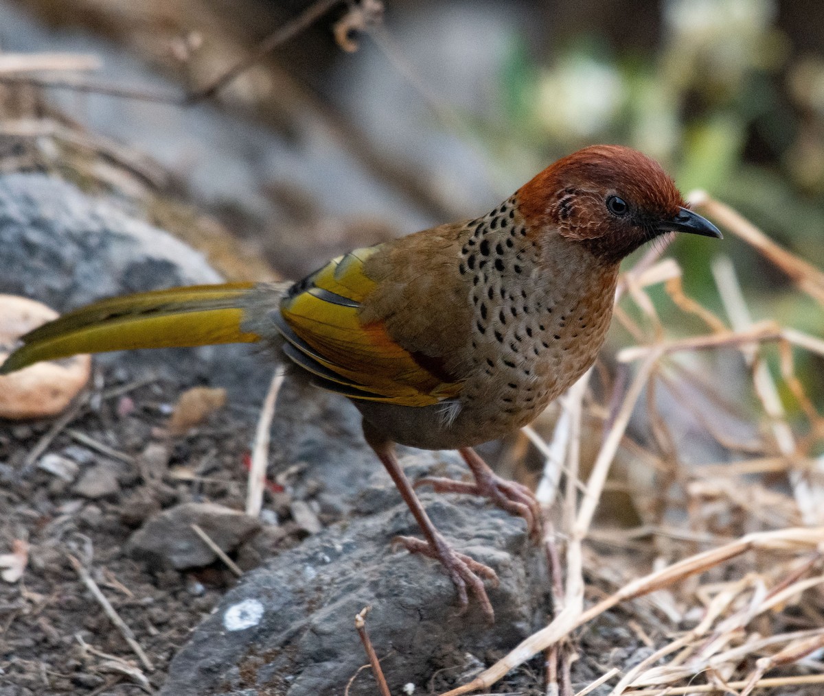 Chestnut-crowned Laughingthrush - ML619761547