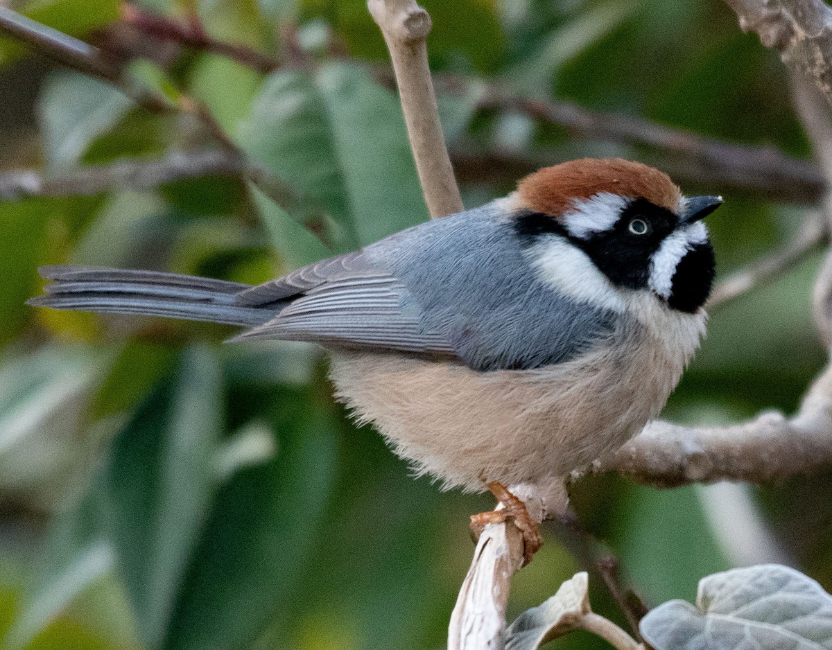 Black-throated Tit - ML619761552