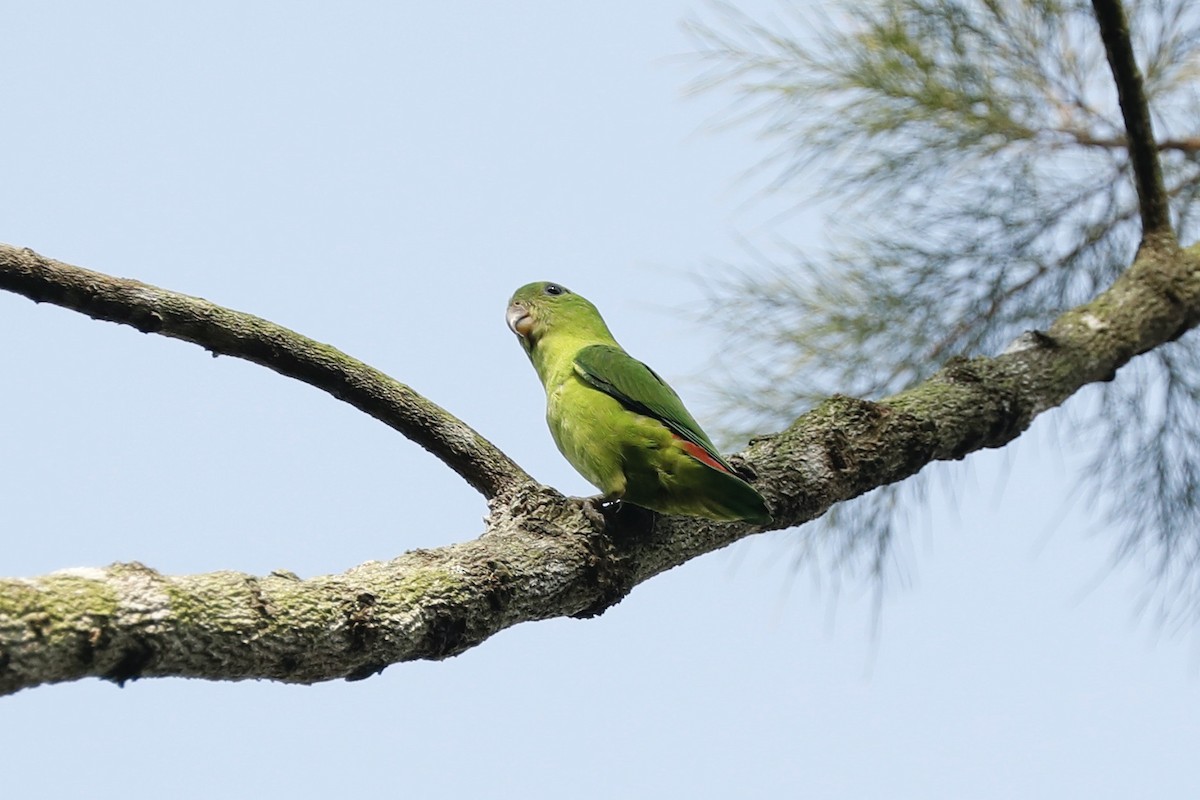Blue-crowned Hanging-Parrot - ML619761565
