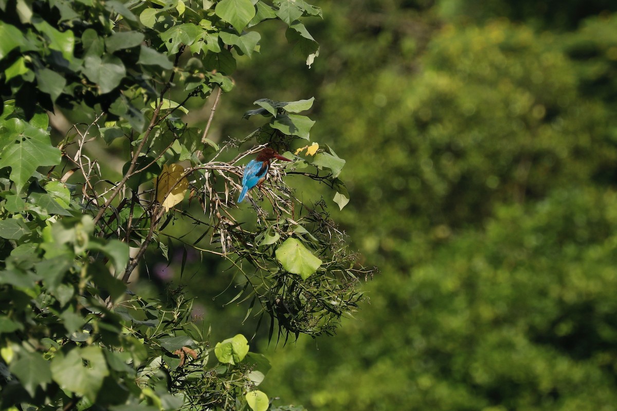 White-throated Kingfisher - ML619761578