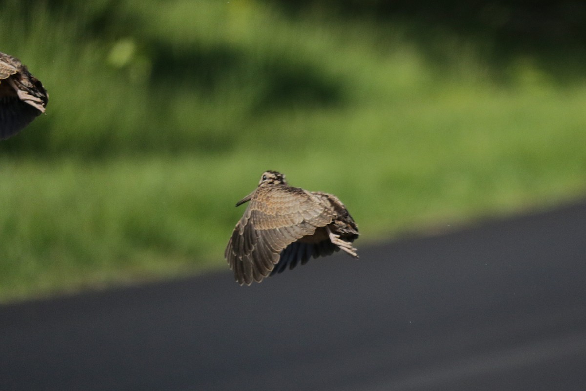 American Woodcock - ML619761584