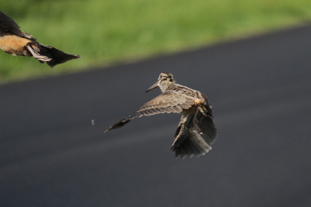 American Woodcock - ML619761585