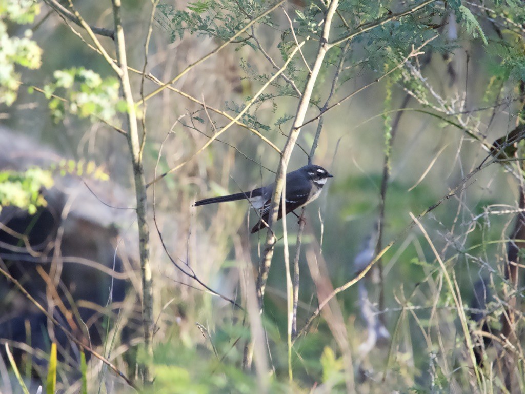 Gray Fantail - ML619761602