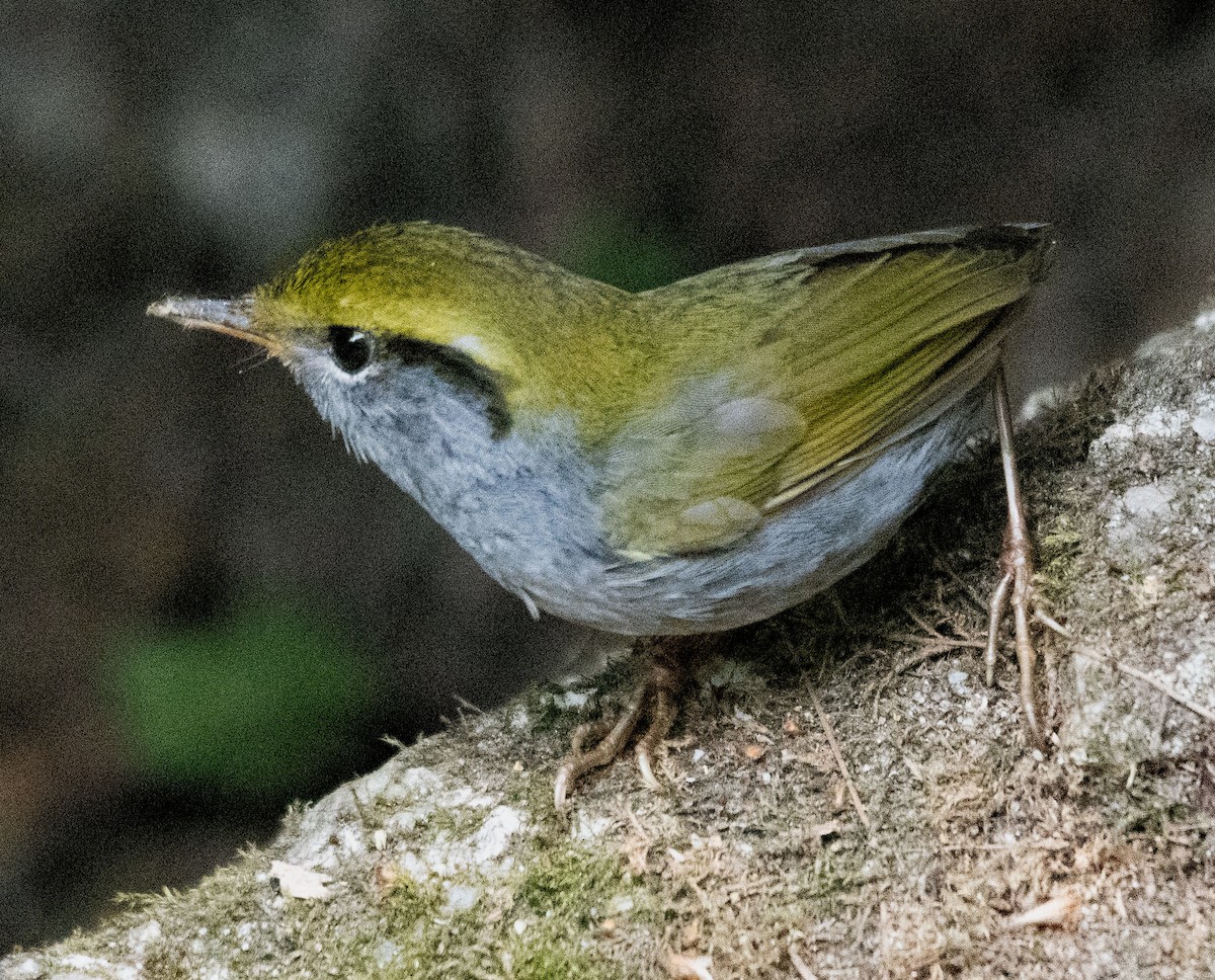 Tésie à sourcils jaunes - ML619761613