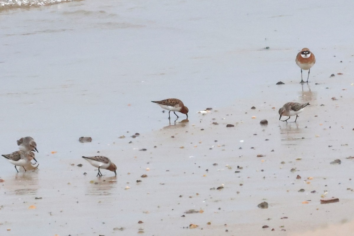 Siberian Sand-Plover - ML619761636