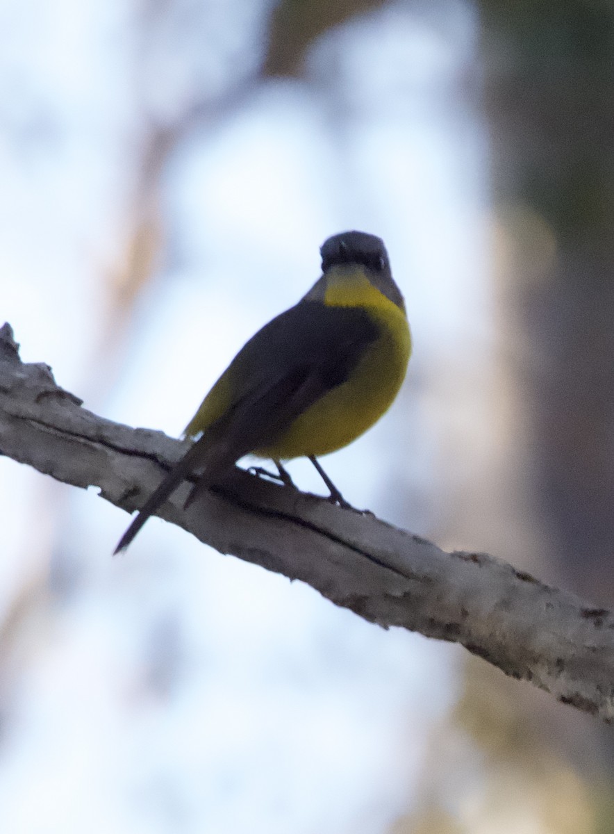 Eastern Yellow Robin - ML619761644