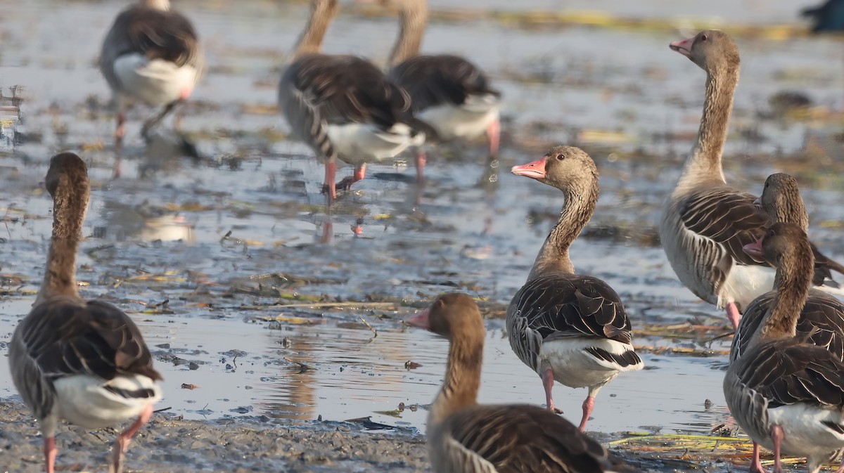 Graylag Goose - ML619761645