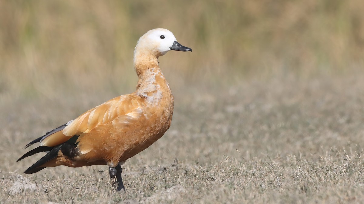 Ruddy Shelduck - ML619761647