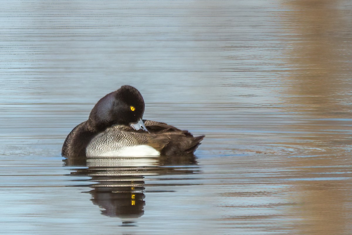 Lesser Scaup - ML619761673