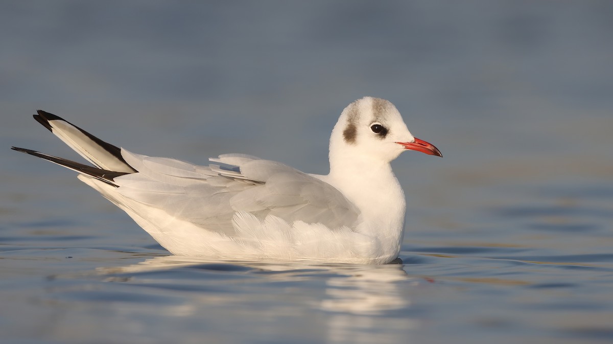 Mouette rieuse - ML619761683