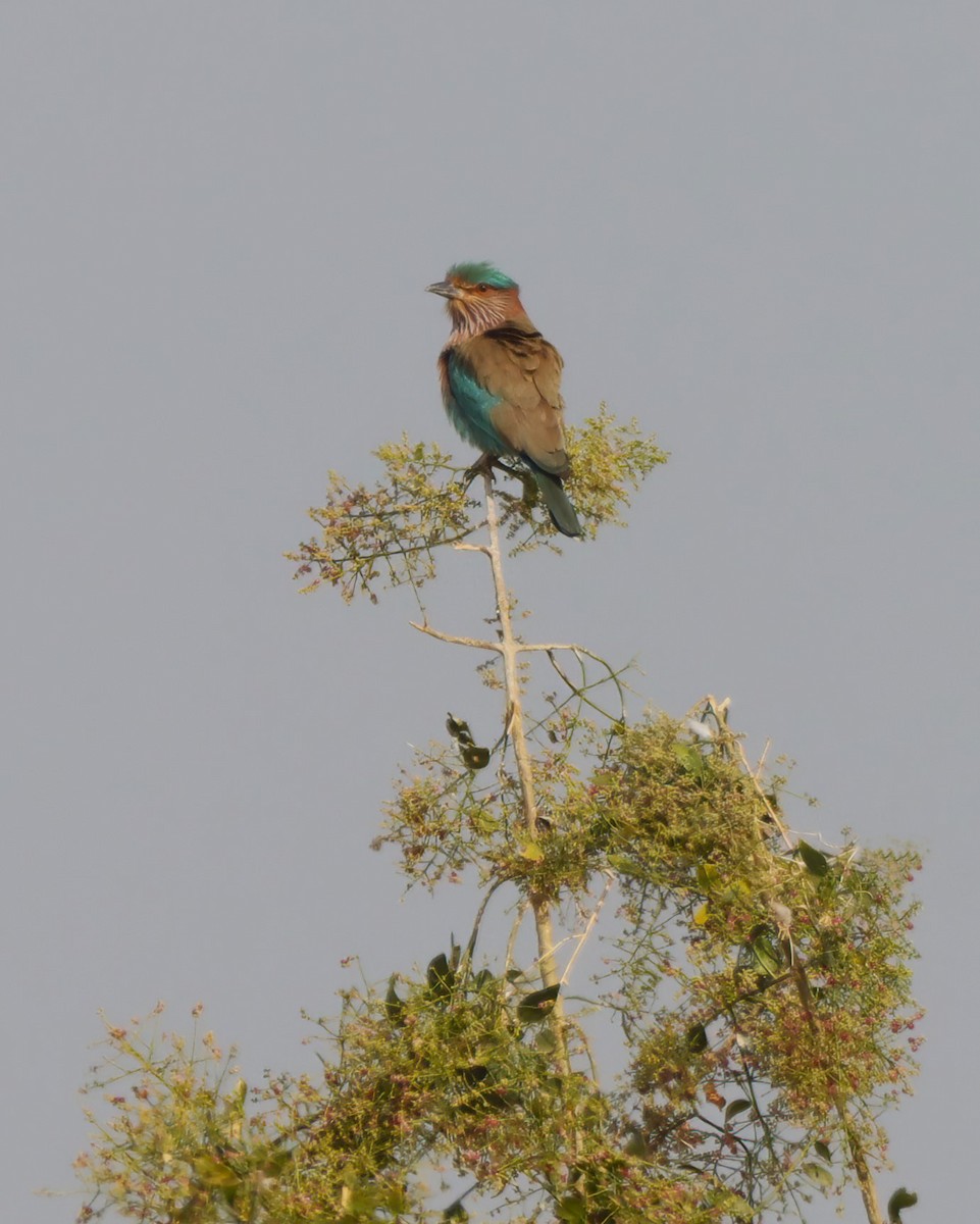 Indian Roller - ML619761708