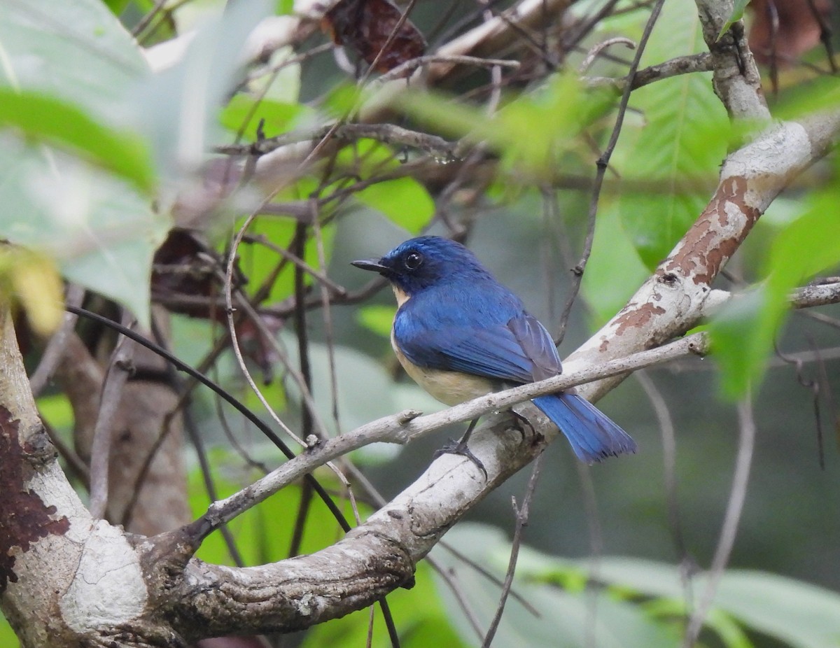 Tickell's Blue Flycatcher - ML619761709