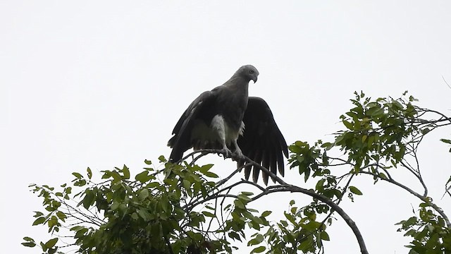 Lesser Fish-Eagle - ML619761739