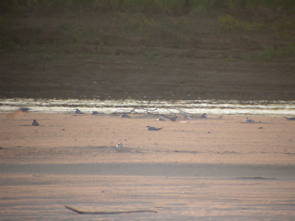 Common Tern - ML619761742