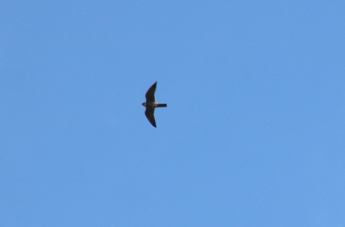 Eurasian Hobby - ML619761762