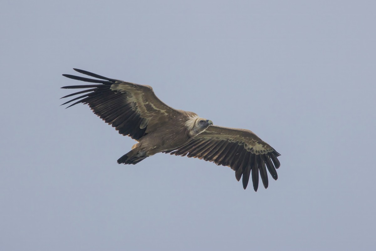 Eurasian Griffon - ML619761770