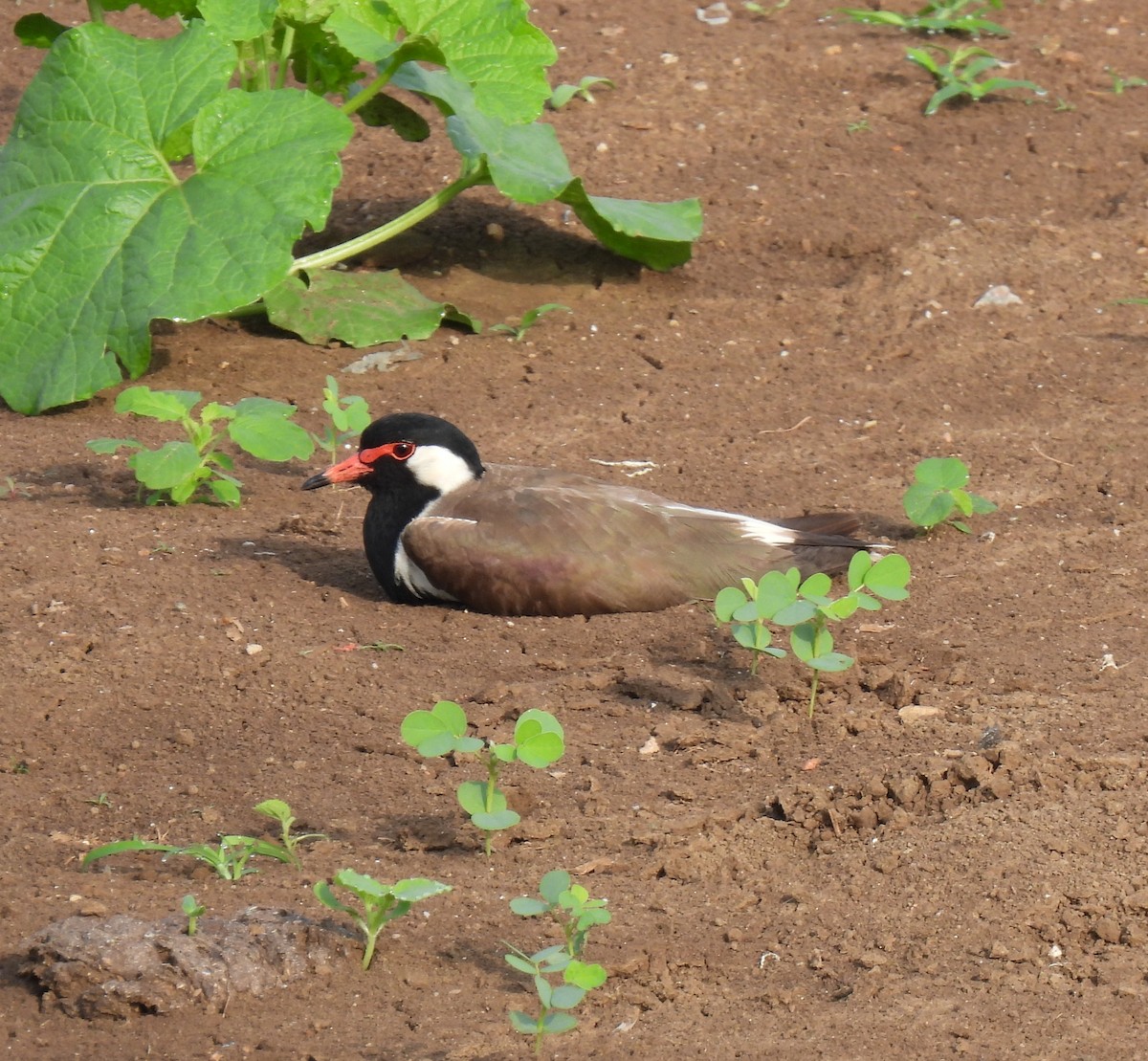 Red-wattled Lapwing - ML619761777