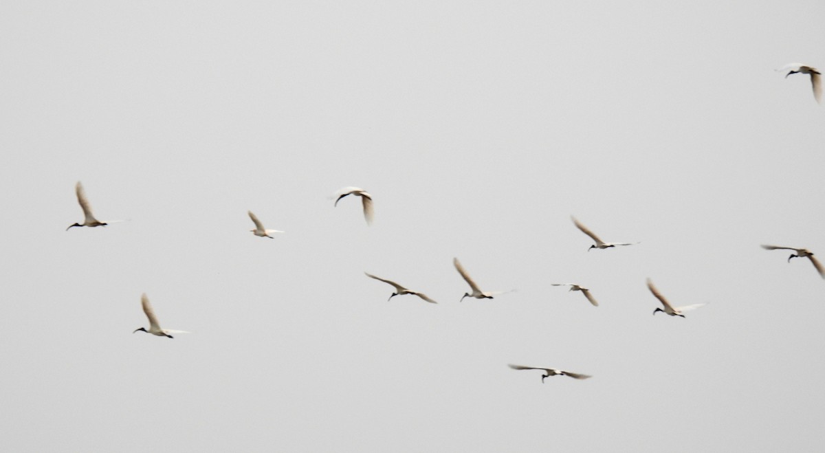 ibis černohlavý - ML619761788