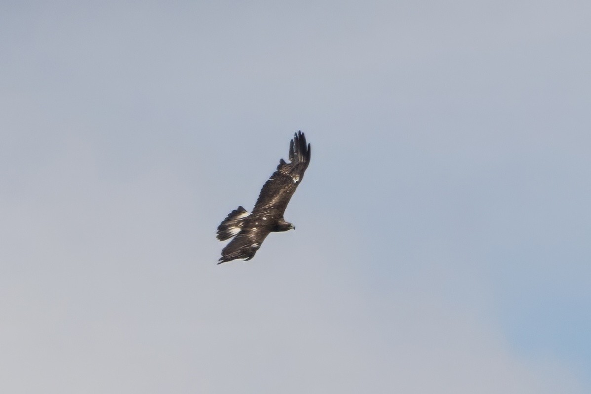 Águila Real - ML619761800